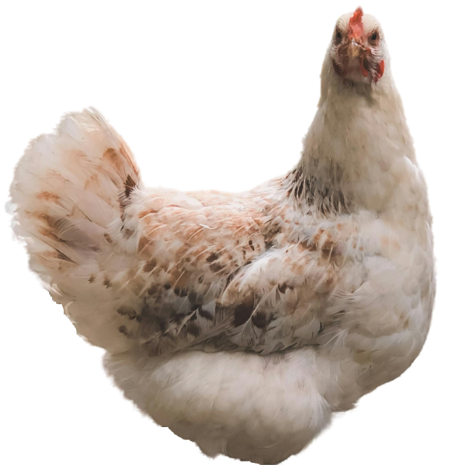 hen